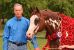 Brother Helmick wins show horse competitions
